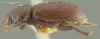 Media type: image;   Entomology 8100 Aspect: habitus lateral view